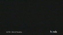 Load and play video in Gallery viewer, Birds of Paradise
